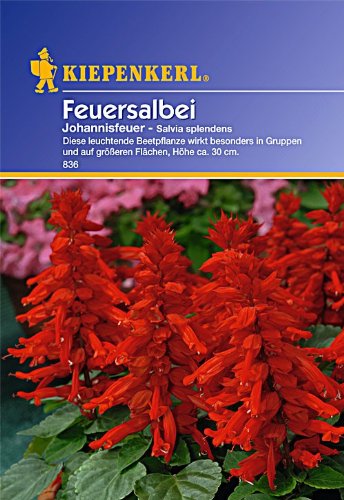 Sperli Blumensamen Feuersalbei Johannisfeuer, grün