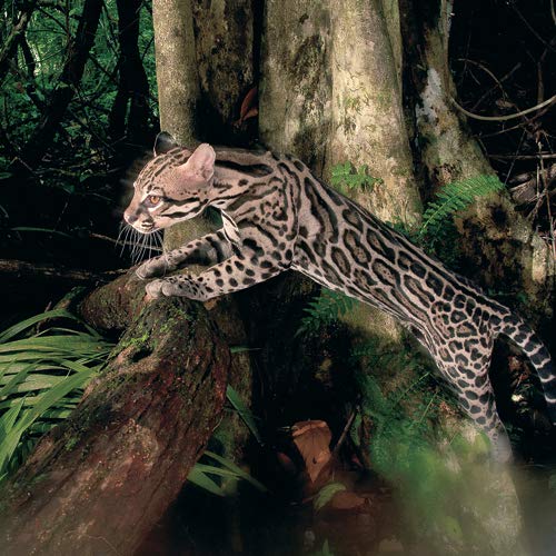 Modern Times BK-EDITION GEO ZIEGLER - Tarjeta de felicitación (16,5 x 16,5 cm)