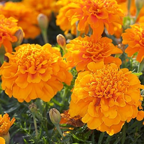 Marigold French Bonanza Orange | Tray of 40 Plug Plants