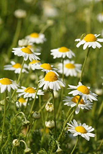 Römische Kamille (Saatgut)