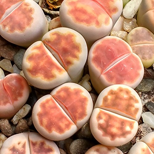 Lithops Mischung – Lebende Steine – 20 samen - 9