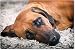Produktbild Mauspad / Mouse Pad aus Textil mit Rückseite aus Kautschuk rutschfest für alle Maustypen Motiv: Rhodesian Ridgeback schlafend- 06