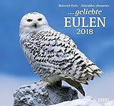 Geliebte Eulen 2018 - DuMont Wandkalender - mit den wichtigsten Feiertagen - Format 38,0 x 35,5 cm by DUMONT Kalenderverlag, verschiedenen Fotografen