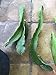 Produktbild Drachenfrucht Pitahaya Saftige rote Früchte 3 Schneiden Very Long Stecklinge by Farmerly