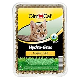 GimCat Hydro-Gras – Hierba para gatos de plantación controlada – De fácil cultivo en 5-8 días regando 1 sola vez – 1 bandeja (1 x 150 g)