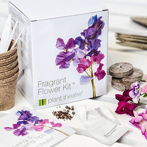 Plant Theatre Kit Fragrant Flowers – 6 wunderbare duftende Sorten zum Anbauen – ein großartiges Geschenk - 2
