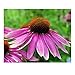 Produktbild Hemore 100 + organische Echinacea purpurea lila koneflower Samen gesundes Dauer Kraut