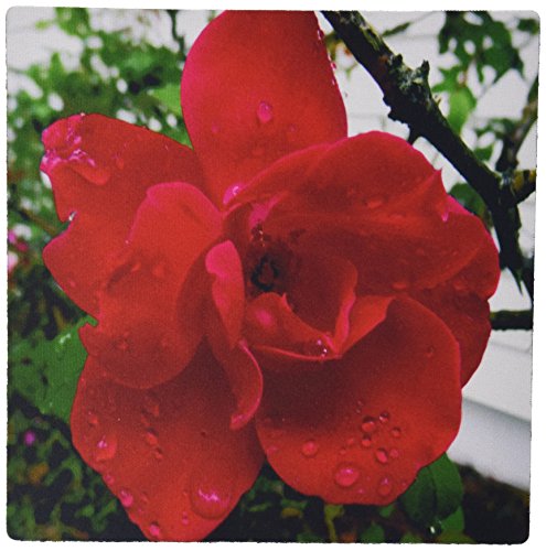 3dRosemp_120401_1 8 x 8-Inch Dewy Rose,Red Knockout Rose with Dew Drops Mouse Pad