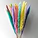 Produktbild 12 Natürliche Getrocknete Pampas Gras, Cortaderia selloana, Schilfrohr Communis, gemischte Farben, Hochzeit Blumen Strauß, 60 cm hoch für Home Decor