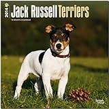 Jack Russell Terriers 2014 International - Jack Russell Terrier: Original BrownTrout-Kalender [Mehrsprachig] [Kalender] by 