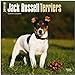 Jack Russell Terriers 2014 International - Jack Russell Terrier: Original BrownTrout-Kalender [Mehrsprachig] [Kalender] by 
