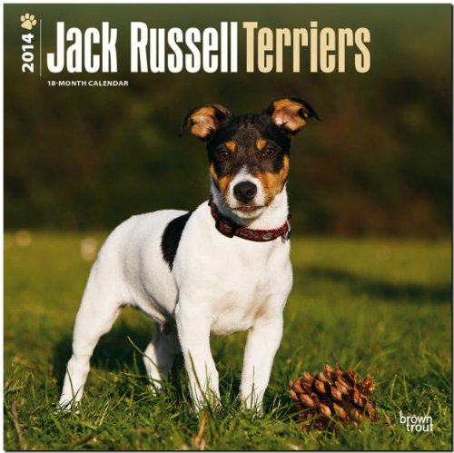 Jack Russell Terriers 2014 International - Jack Russell Terrier: Original BrownTrout-Kalender [Mehrsprachig] [Kalender]