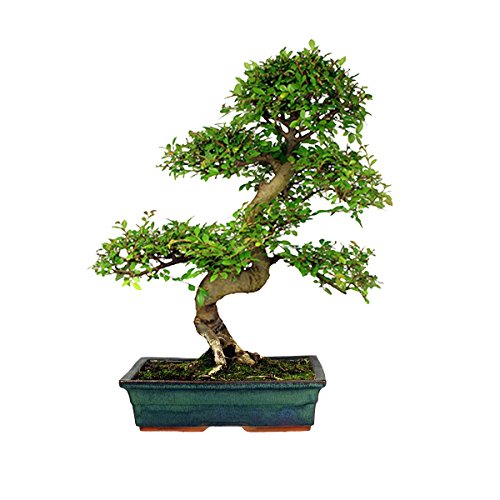 3x BONSAIBAUM SAMEN SET – Züchten Sie ihre eigenen Bonsaibäume – Geschenkset. Bonsaisamen, Pflanztöpfe, Messstäbchen, Anleitung. Japanische Rotkiefer (Pinus Densifora) Amerikanischer Amberbaum (Liquidambar Styraciflua) Rot-Ahorn (Acer Rubrum) - 5