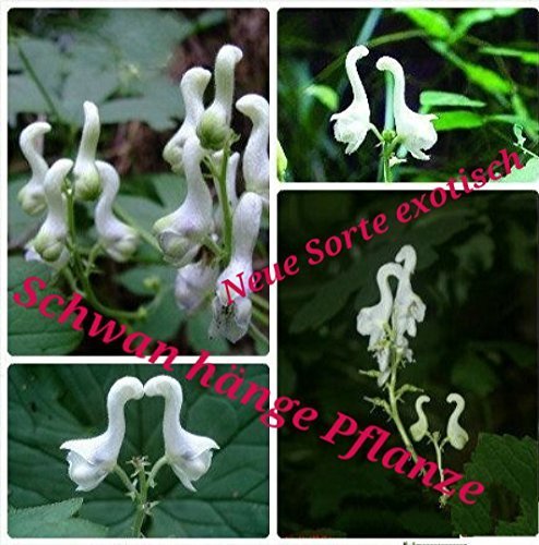 25x Schwanen Hänge Blumen Samen Blumensamen Saatgut Hingucker Pflanze Rarität Sehr Seltene Pflanze #74