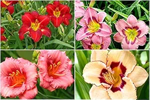 FERNSFLY IMP. Daylily | Hemerocallis | Daylilies | Day Lily Excellent Quality Flower Bulbs Aromatic Flower Plant Home Outdoor Gardening Plants Flowering Bulbs (Pack Of 7 Multi-colour )