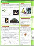 Image de Lerntafel: Botanik im Überblick (Lerntafeln Biologie)