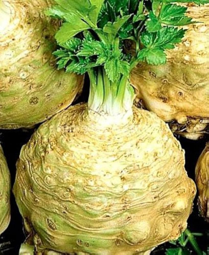 семена корневой