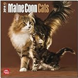 Maine Coon Cats 2014 - Hundekatzen: Original BrownTrout-Kalender [Mehrsprachig] [Kalender] by 