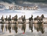 Image de Wilde Pferde 2016