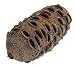 Produktbild NaDeco® Banksia Grandis Zapfen 14cm bis 20cm | australische Banksia Zapfen