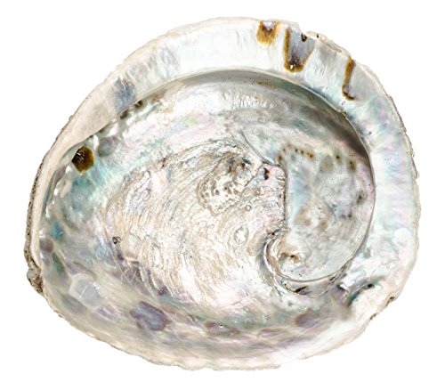 NaDeco® Haliotis midae ca. 12-16cm | Abalone Schnecke | Abalone Muschel | Seeopal | Meerohr | Räucherschele | Seifenschale