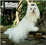 Maltese 2015 - Malteser: Original BrownTrout-Kalender [Mehrsprachig] [Kalender] by 