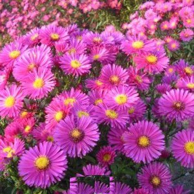 Kissenaster (Aster dumosus 'JENNY')