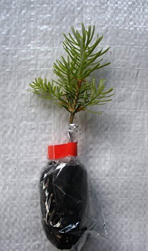 Fraser Fir, Abies Fraseri Plug Plant Seedlings.