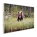 Produktbild Brown bear Fotodruck - Foto auf Holz - 80x60 cm (Verfügbare Formate: 30x20, 60x40, 80x60, 120x80) TOP-Qualität Holz bild!