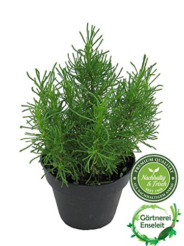 Olivenkraut - Olivenstrauch - Santolina viridis