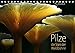 Pilze - die Stars der Waldbühne (Tischkalender 2019 DIN A5 quer): Waldpilze - nicht der Wert sondern die Form und Farbe steht hier im Fokus (Monatskalender, 14 Seiten ) (CALVENDO Natur) - Heinz Schmidbauer