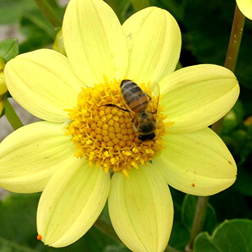 Dahlien Topmischung gelb x 15