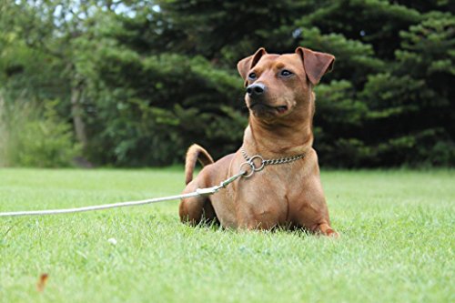 CHAMPION-DOG-CHOKE-CHAIN-METAL-COLLAR-CHROME-PLATING-RANGE-OF-SIZES