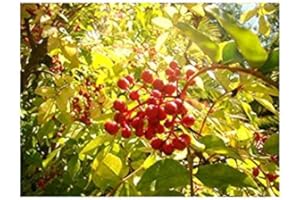 TREE ONLINE NURSERY 3X SECHUAN or Japanese Pepper Tree Zanthoxylum piperitum Spice Plant, Fruit pod Used as a Pepper Substitute, 5-10cm Tall Seedling in a 7/8cm Pot 3 Plants