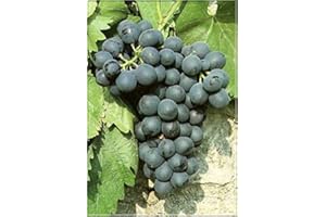 CARBETH PLANTS 1 x Black Grape Vine Plant Vitis Boskoop Glory - High Yielding Dessert Fruit - for UK Climates Garden Outdoor