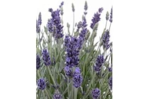 Plante lavande Angustifolia, pot 14 cm, hauteur 20/25 cm