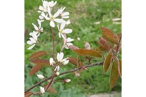 ARBORIX, PLUS VERT - MOINS CHER Amelanchier Lamarckii- Amélanchier de Lamarck 60-80 cm en conteneur