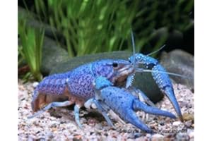 GARNELIO TIERE Garnelio - Blauer Floridakrebs - Procambarus alleni - 1 Pärchen