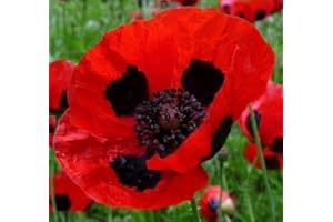 Papaver commutatum Ladybird - Pavot Ladybird - 100 graines