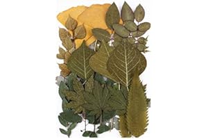 HAR LONDON FASHION Real Dried Pressed Leaves Natural Dry Leaves for Pressed Leaf Art Craft DIY Embellishment Decorations 10 Styles (# 127- Style 5)