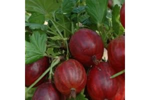 GARDENEXPERT Ribes x uva-crispa 'Whinhams Industry' Gooseberry Plant