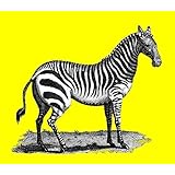 Zebra (Leinwand)