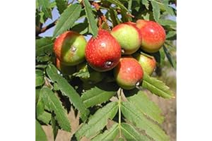 MONDOPIANTE Albero Di Sorbo 2 Anni