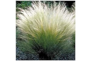 PLANTGENESIS Stipa tenuissima 'Pony Tails' / Mexican Feather Grass/Seeds