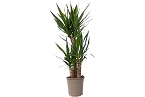 Plant in a Box - Yucca Éléphantipes - Palmier plante d'intérieur grande - Pot 21cm - Hauteur 70-80cm