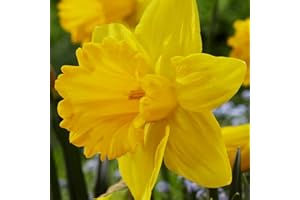 COOTO 5 piezas Bulbos Narcisos flores naturales Bulbos Narcisos Flores primavera amarillas Narciso Marieke