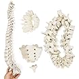 1: 1 scale human spine model 7 cervical vertebrae 12 thoracic vertebrae 5 lumbar vertebrae structure loose bone free bone model
