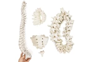 EVOTECH SCIENTIFIC Modelo de columna vertebral humana, modelo de columna vertebral 1-24 con sacro y coccyx con disco intervertebral para enseñanza médica Cualquier persona en educación o campo médico