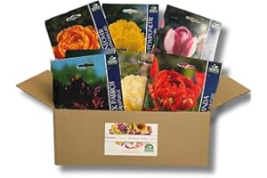 NOJAUS SĖKLOS Nojus – 7 variedades de tulipanes perennes y resistentes al frío “Color Fiesta” – 33 bulbos de floración temprana – Mezcla de tulipanes de colores intensos