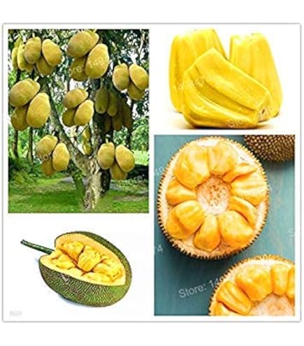 Durian Frucht Samen 15 Stück - Winterharte Obstbäume Für Garten